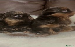 Shih Tzu dogs for sale: Beautiful litter of imperial Shihtzu for sale  - Advert 2