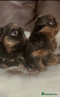 Shih Tzu dogs Beautiful litter of imperial Shihtzu for sale - Advert 1