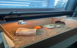 Hermann Tortoise reptiles for sale: Hermann Tortoise  - Image 3