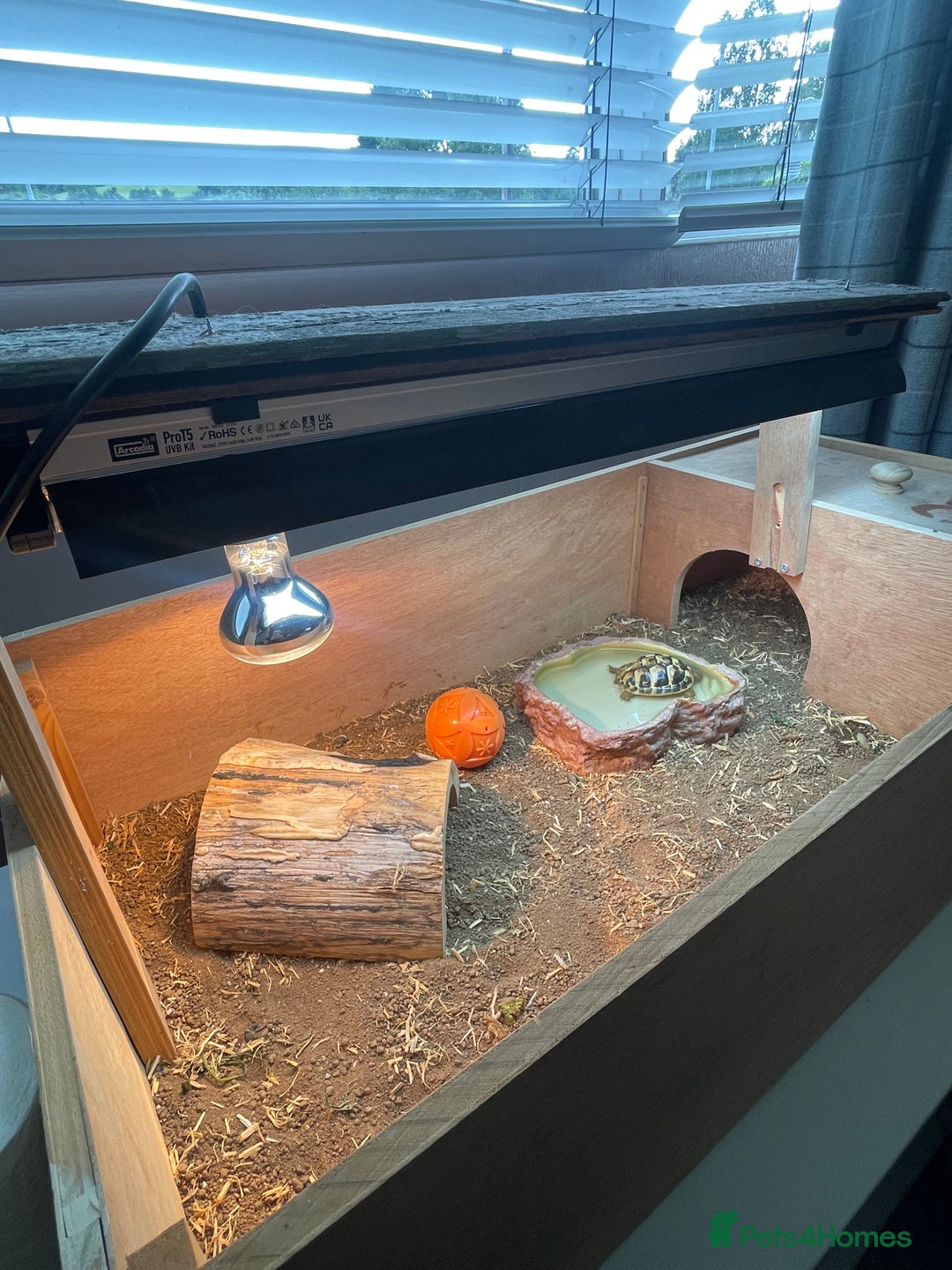 Hermann Tortoise reptiles for sale: Hermann Tortoise  - Image 3