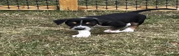 Lurcher dogs for sale: Lurcher in Richmond - Advert 9