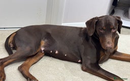 Dobermann dogs for sale: Stunning Black and Tan pups Boy and Girl   - Image 10