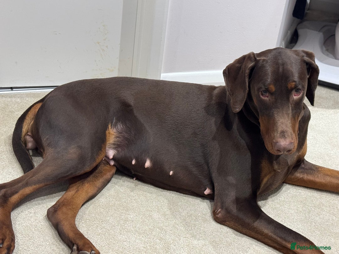 Dobermann dogs for sale: Stunning Black and Tan pups Boy and Girl   - Image 10