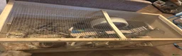 Hamster rodents for sale: Syrian hamster and set up - Advert 6