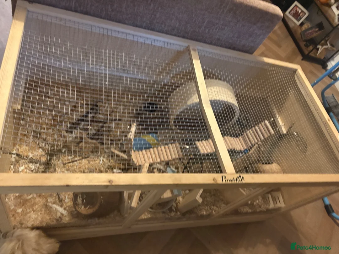 Hamster rodents for sale: Syrian hamster and set up - Advert 6