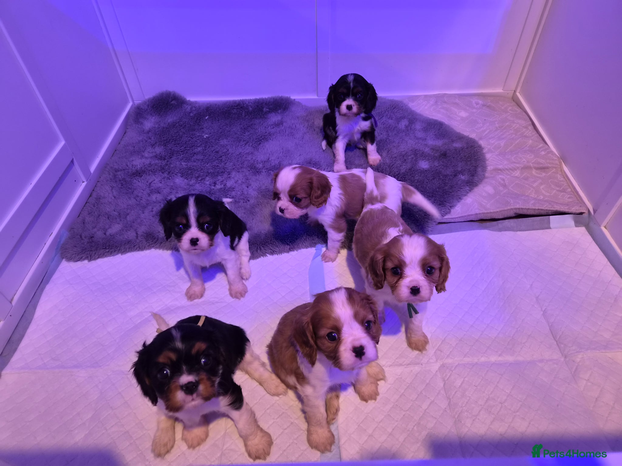 Cavalier King Charles Spaniel dogs Beautiful litter of CKCS - Advert 14