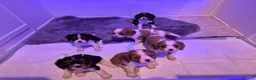 Cavalier King Charles Spaniel dogs for sale: *Health Tested CKCS 2 available* - Advert 3