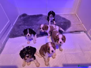 Cavalier King Charles Spaniel dogs Beautiful litter of CKCS - Advert 14