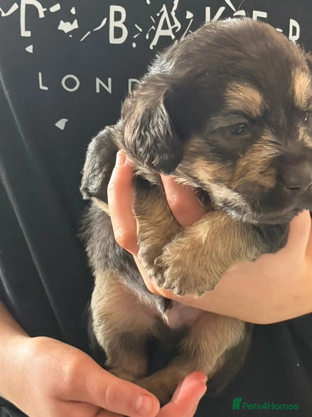 Mixed Breed dogs for sale: Labradoodle puppies  - Advert 2
