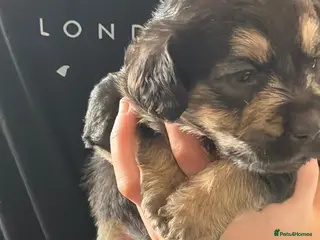 Mixed Breed dogs Labradoodle puppies - Advert 11