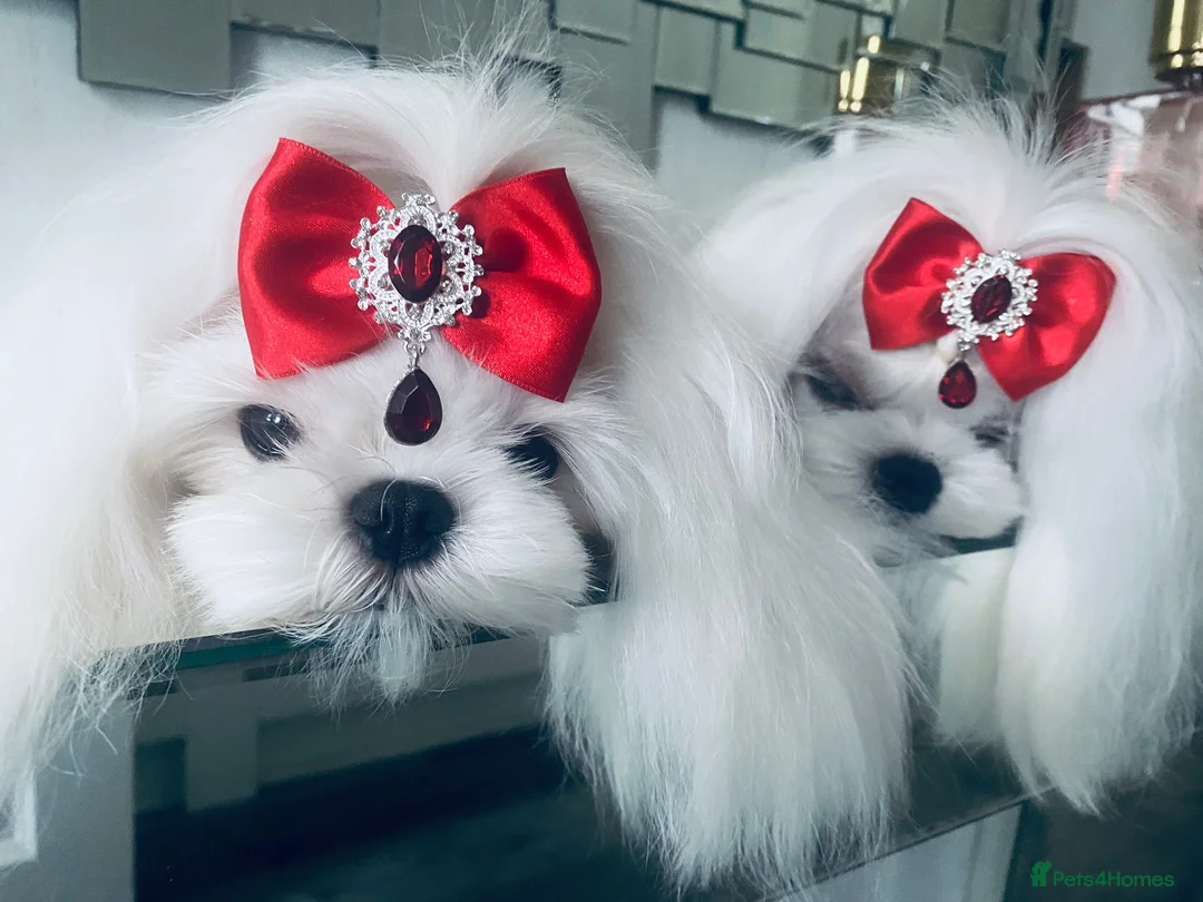 Maltese dogs for sale: ❤️Gorgeous Korean baby girl ❤️ - Advert 1