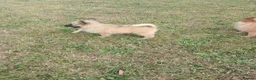 Pomeranian dogs for sale: Beautiful Pomeranianpuppy in Kilmarnock - Advert 15