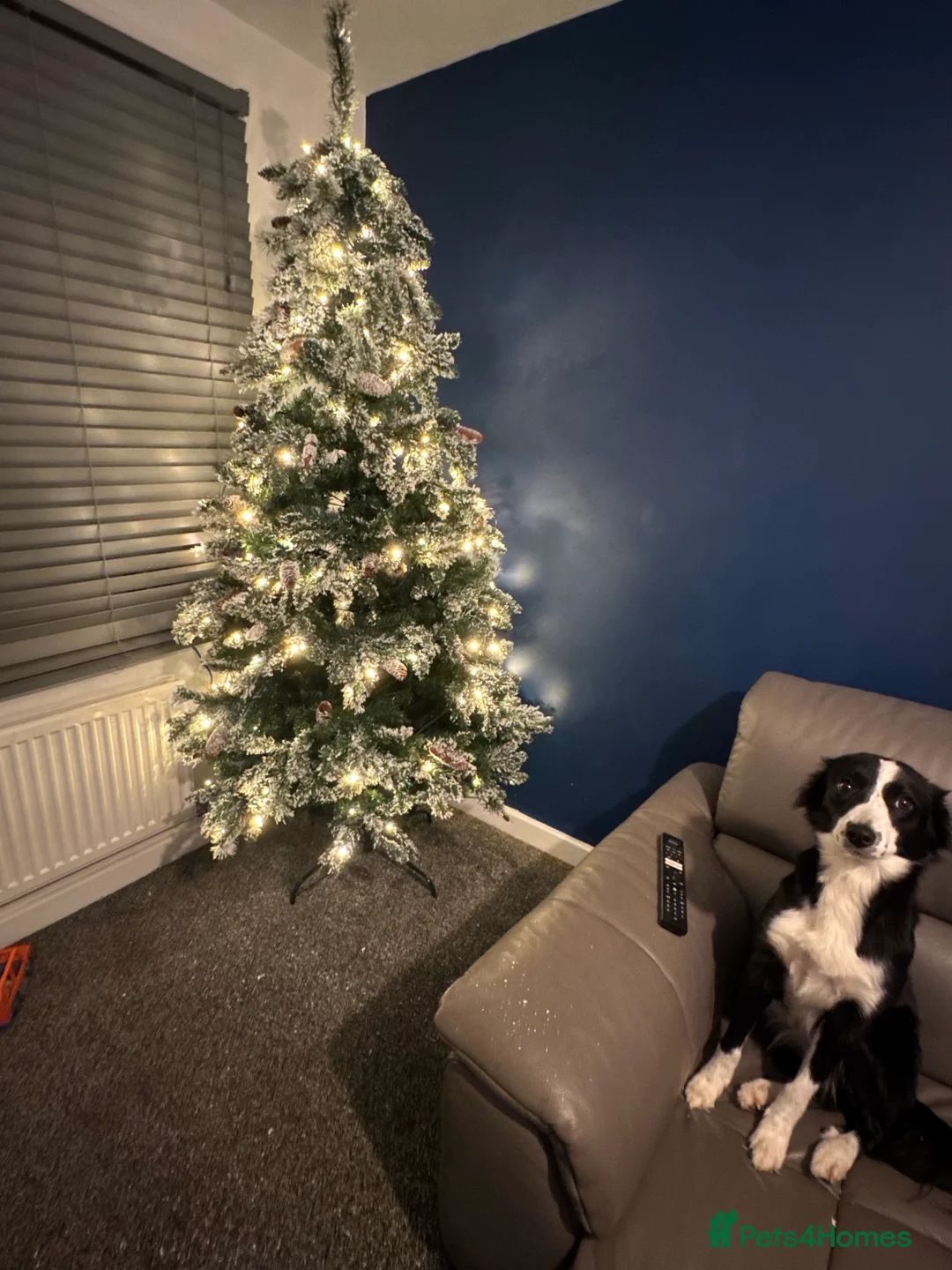 Border Collie dogs for sale: Red the collie  - Advert 4