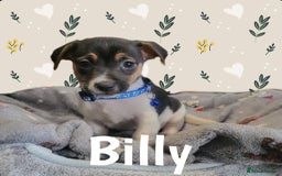Jack Russell dogs for sale: miniature Jack Russell Puppies - Image 8