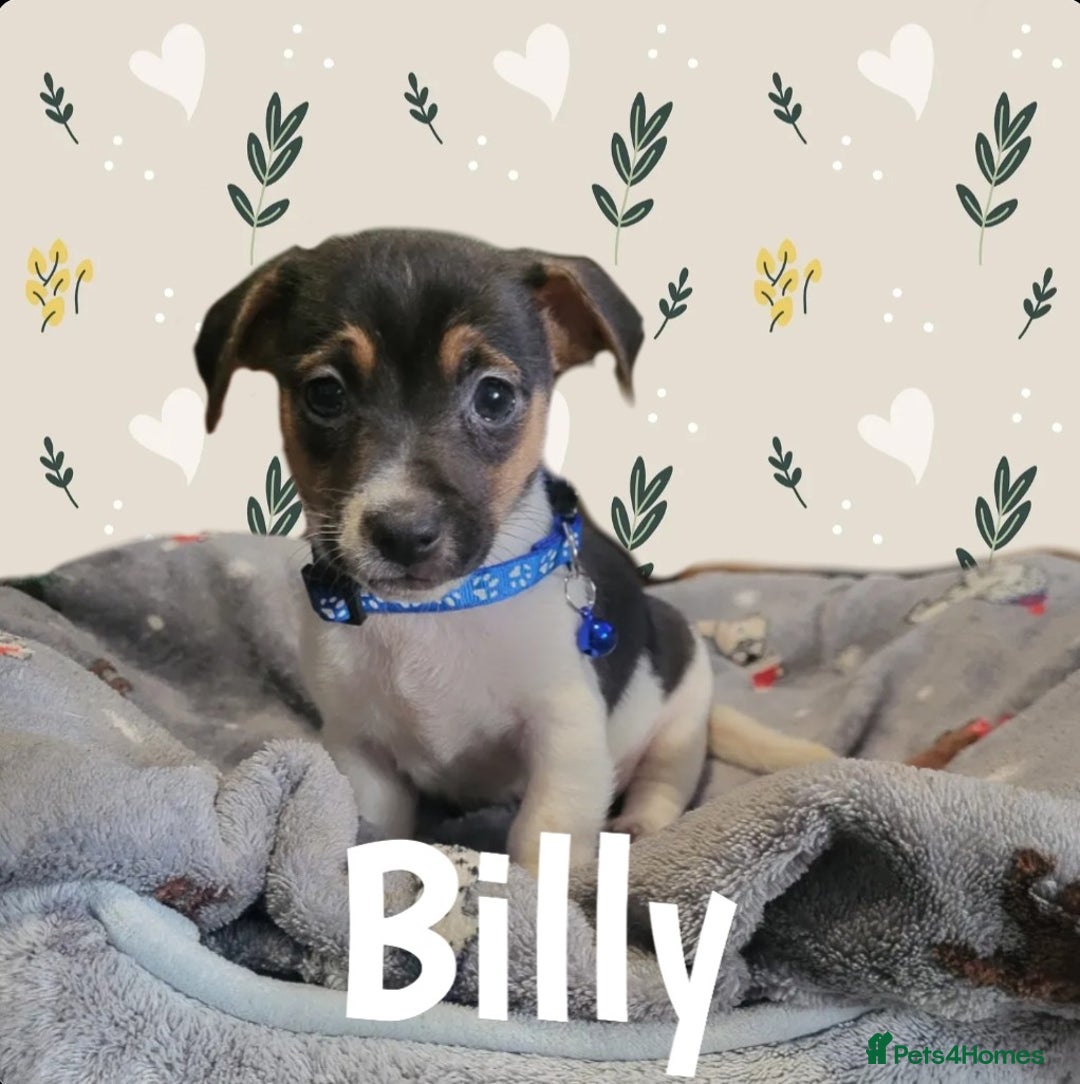 Jack Russell dogs for sale: miniature Jack Russell Puppies - Image 8