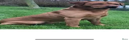 Labrador Retriever dogs for sale: WORKING KC REG FOX RED LABRADOR PUPPIES FOR SALE  - Advert 15
