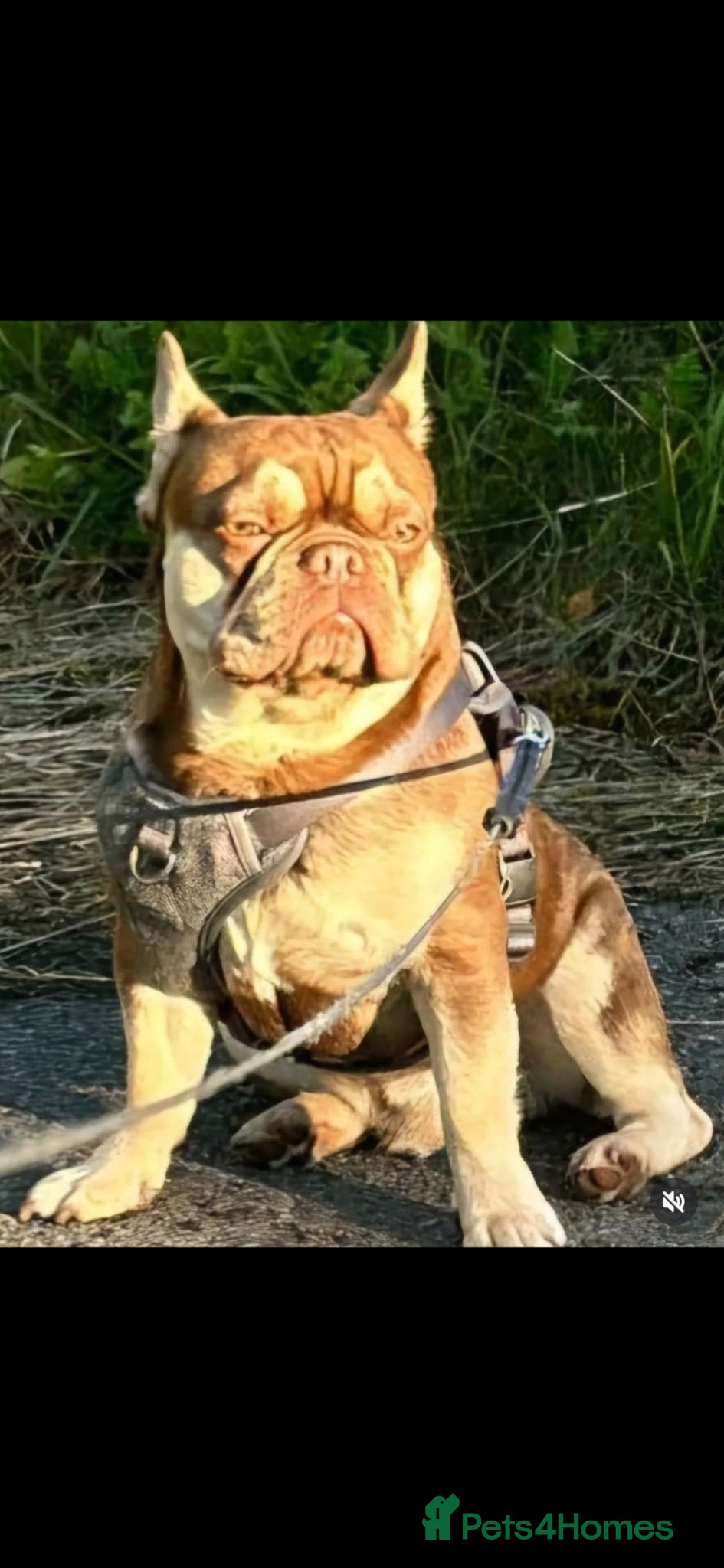 French Bulldog dogs for stud: Rocco for Stud Isabella and Tan carrying fluffy in Chester-le-Street - Advert 2