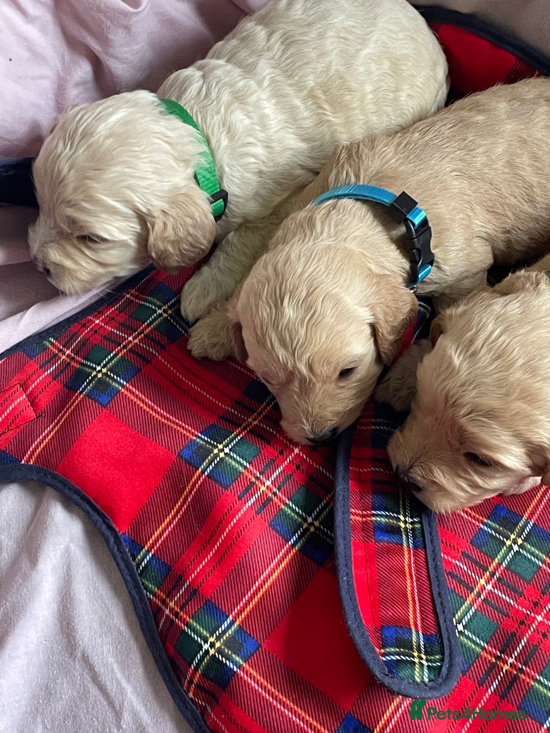 Cockapoo dogs for sale: Toy Cockapoo F1 - Image 1