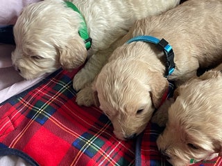Cockapoo dogs - Advert 18