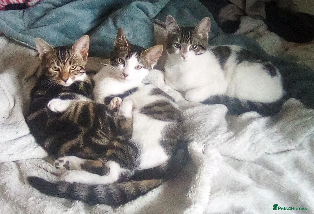 Mixed Breed cats for sale: Super adorable 😍😻 Mixed Bengal kittens 🤩 8w-6m - Advert 12