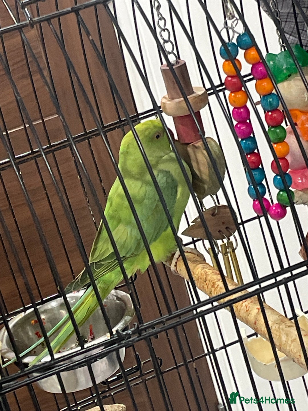 Ringnecks birds for sale: Green Indian ring neck  - Advert 2