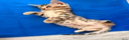 Bengal cats for sale: ✨ Exceptional Pure TICA Reg Bengal Kittens ✨  - Advert 13