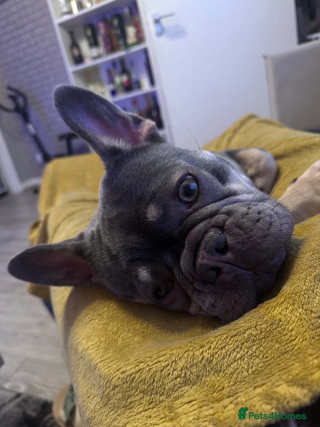 French Bulldog dogs for sale: 2 years old female French Buldog - Image 9