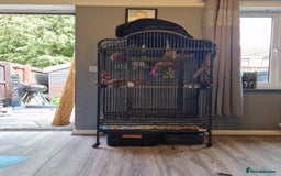 Parakeets birds for sale: Alexandrine parakeet - Image 3