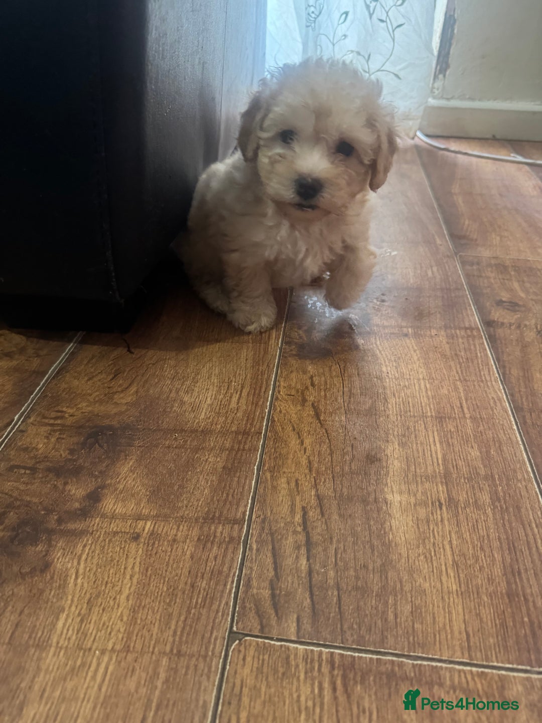 Bichon Frise dogs for sale: Alba  - Advert 3