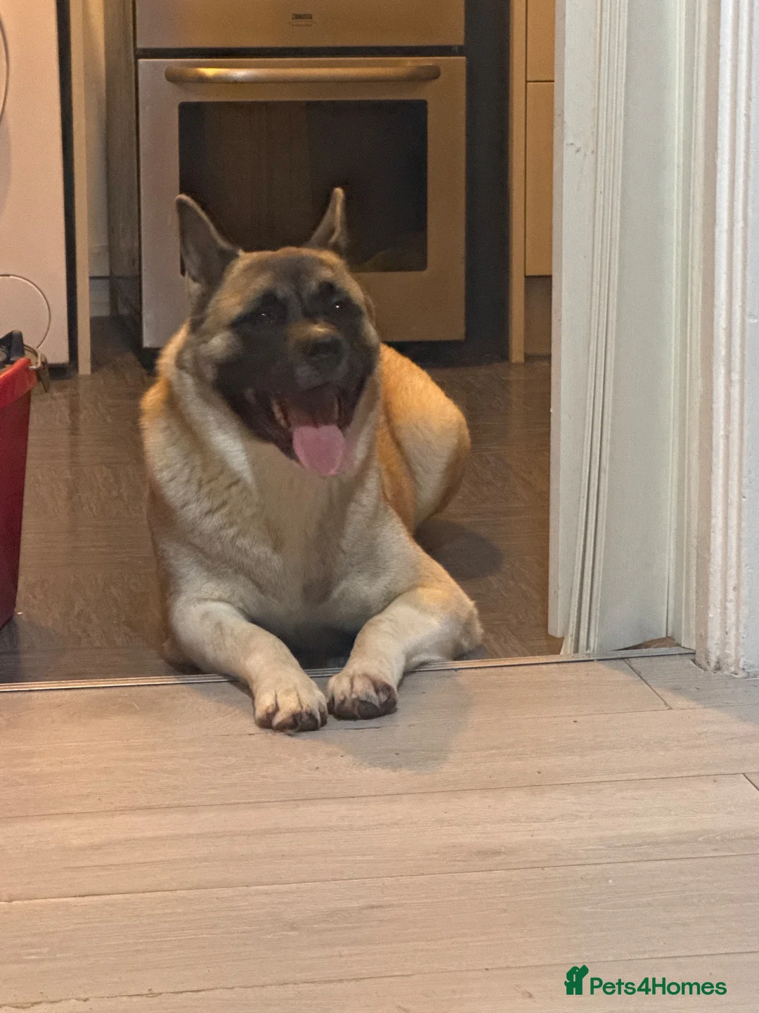 Akita dogs for sale: Akita in Birmingham - Advert 2