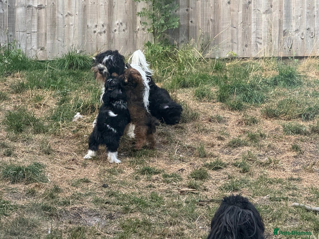 Shihpoo dogs for sale: 4 shihpoo males ready now in Telford - Image 32