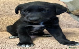 Mixed Breed dogs for sale: Labrador Cross Husky Girls  - Image 9