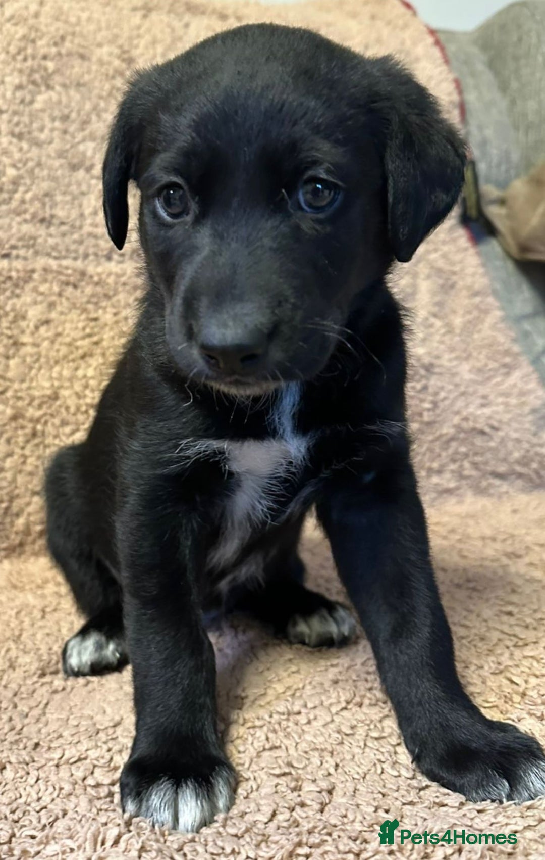 Mixed Breed dogs for sale: Labrador Cross Husky Girls  - Image 9
