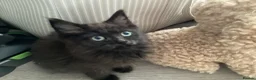 Mixed Breed cats for sale: Beautiful British longhair x Maine coon x kitten  - Advert 4