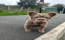 French Bulldog dogs for sale: 2 fluffy French Bulldogs puppies left - Image 1