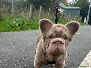 French Bulldog dogs - Advert 2