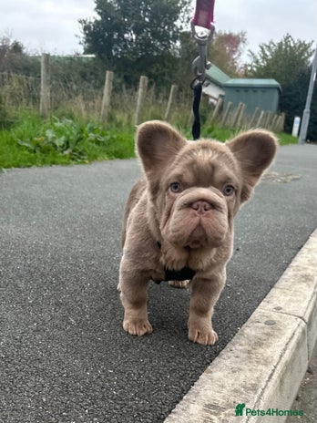 French Bulldog dogs - Advert 8