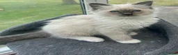 Ragdoll cats for sale: Beautiful GCCF Lilac/Blue Mitted kittens 🥇🐾 - Advert 6