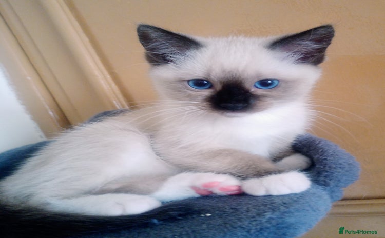Ragdoll cats - Advert 14