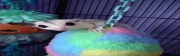 Sugar Glider rodents for sale: Adorable sugar gliders  - Advert 4