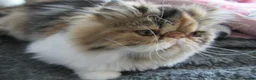 Persian cats for sale: Adorable Persian female kitten Ready now - Advert 15
