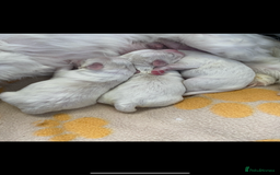 Maltipoo dogs for sale: Maltipoo puppies  - Image 6