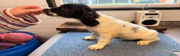 English Springer Spaniel dogs for sale: English Springer Spanel (KC Reg, Vet tail dock)  - Advert 5