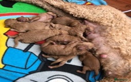 Toy Poodle dogs for stud: Deep Red Toy Poodle Stud -KC Reg PRA Clear in Romford - Image 4