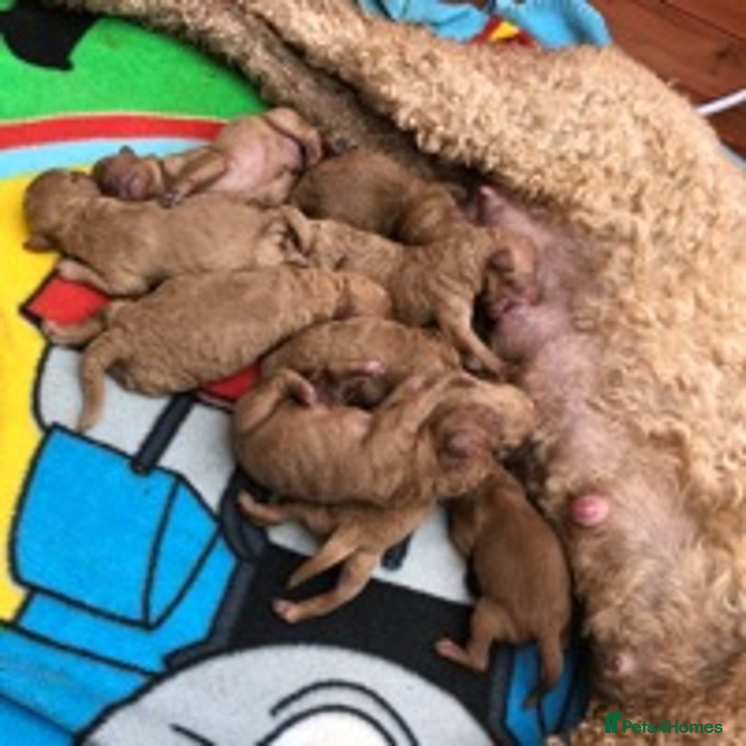 Toy Poodle dogs for stud: Deep Red Toy Poodle Stud -KC Reg PRA Clear in Romford - Image 4