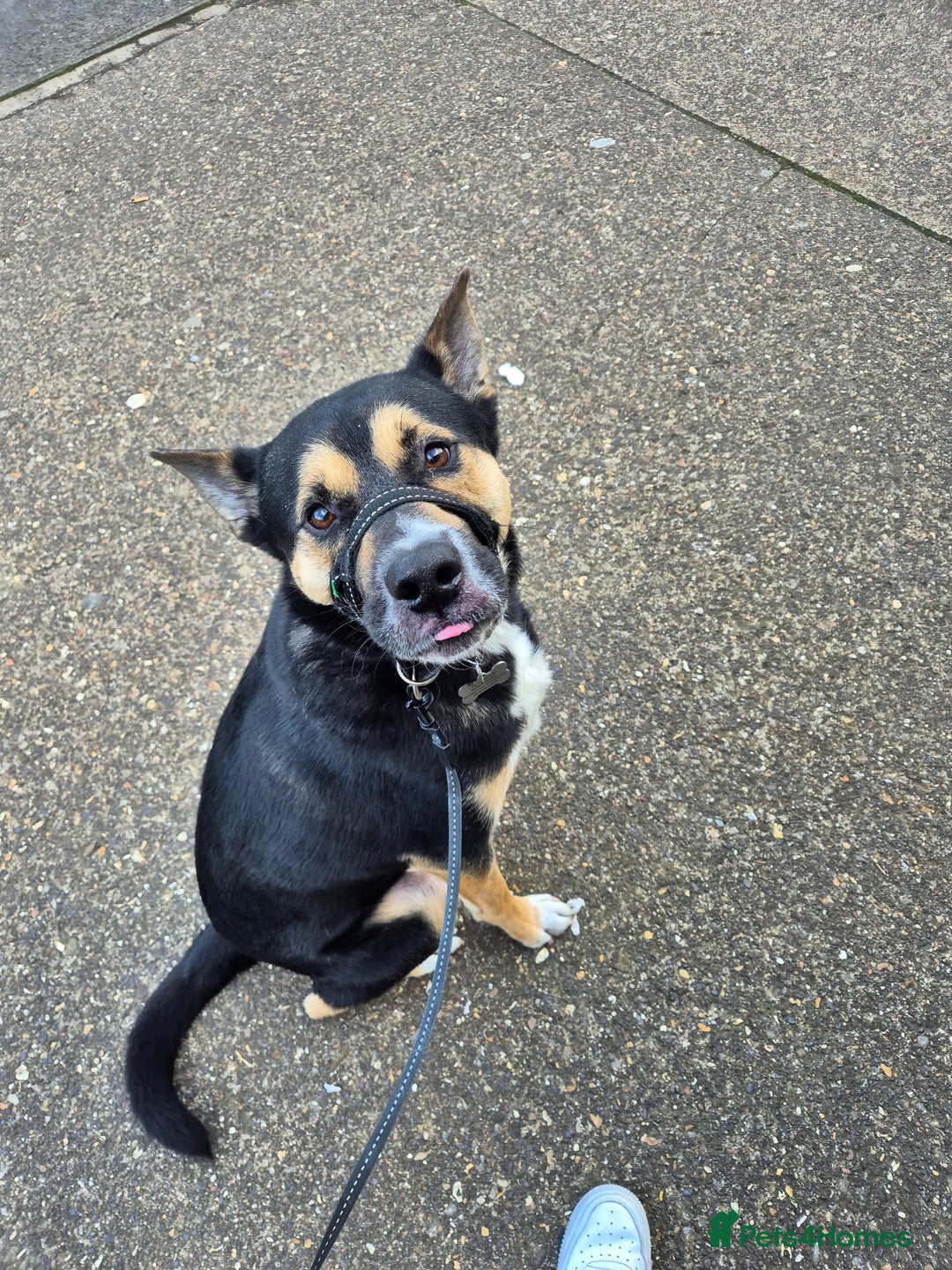 Mixed Breed dogs for sale: Cody - Malamute cross Staffy, age 5 - Advert 3