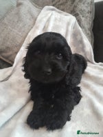 Cockapoo dogs - Advert 4