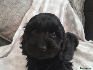 Cockapoo dogs - Advert 2