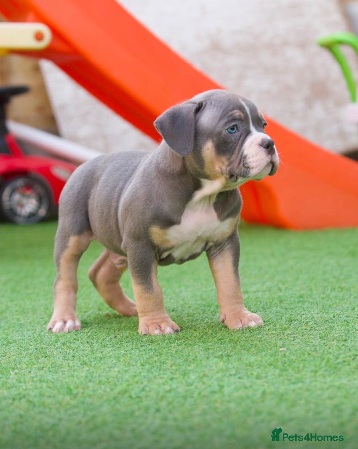 American Bully Puppy 1