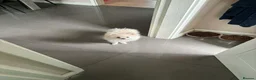 Pomeranian dogs for sale: 14 week old Pomeranian boy  - Advert 6
